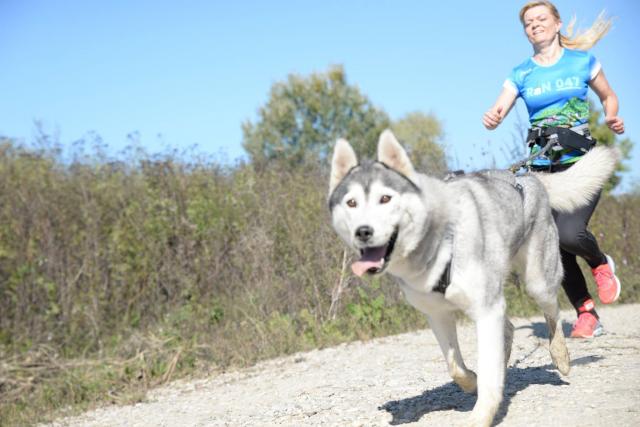 sooshka alfa canis.jpg